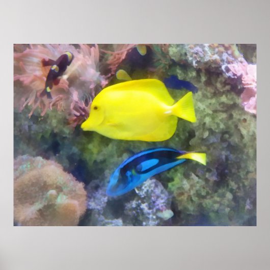 Geel en Blauwe Tang Vis Poster (Voorkant)