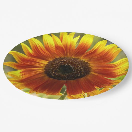 Geel en Bronze Zonnebloem Papieren Bordje (Gekanteld)