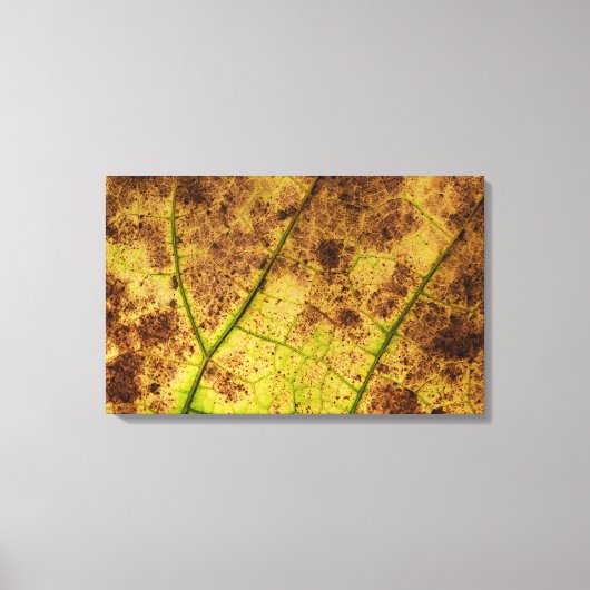Geel en bruin deying Macro Leaf Canvas Afdruk (Voorkant)