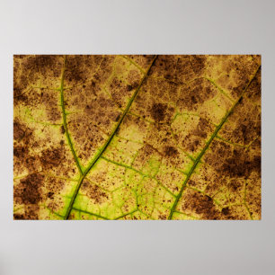 Geel en bruin deying Macro Leaf Poster