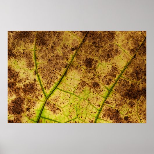 Geel en bruin deying Macro Leaf Poster (Voorkant)