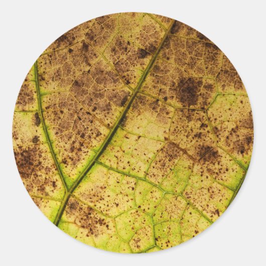 Geel en bruin deying Macro Leaf Ronde Sticker (Voorkant)