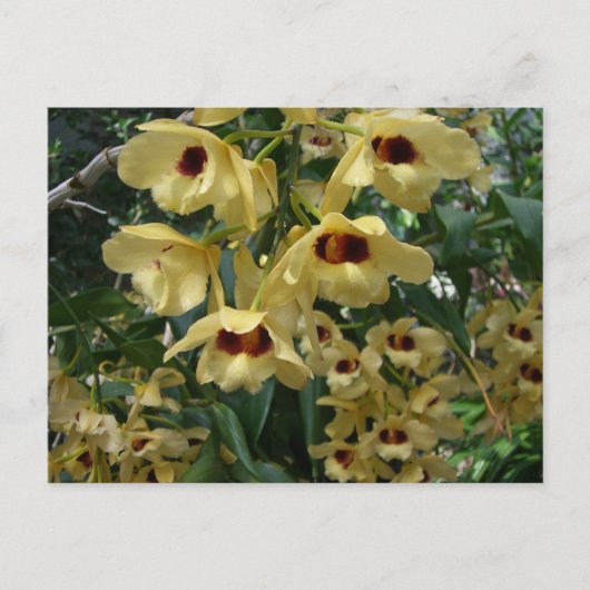 Geel en maroon Orchids Elegant Floral Briefkaart (Voorkant)