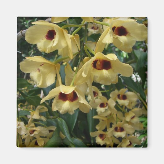 Geel en maroon Orchids Elegant Floral Magneet (Voorkant)