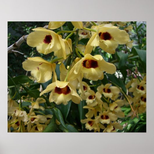 Geel en maroon Orchids Elegant Floral Poster (Voorkant)