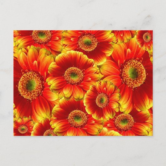 Geel en Oranje Gerbera Daisies Briefkaart (Voorkant)