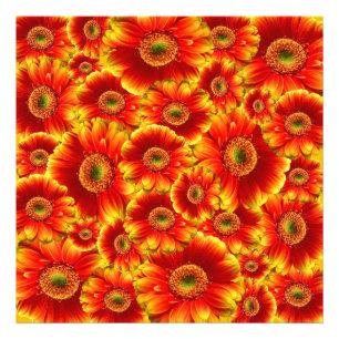 Geel en Oranje Gerbera Daisies Foto Afdruk