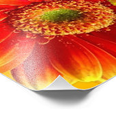 Geel en Oranje Gerbera Daisies Foto Afdruk (Hoek)