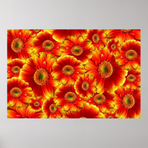 Geel en Oranje Gerbera Daisies Poster