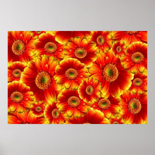Geel en Oranje Gerbera Daisies Poster (Voorkant)
