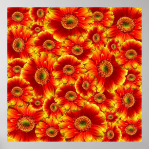 Geel en Oranje Gerbera Daisies Poster
