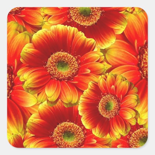 Geel en Oranje Gerbera Daisies Vierkante Sticker (Voorkant)