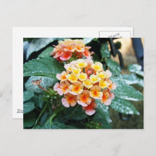 Geel en Oranje Lantana Briefkaart (Voorkant / Achterkant)