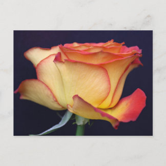 Geel en Oranje roos Briefkaart
