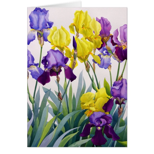 Geel en Paars Irises (Voorkant)