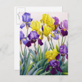 Geel en Paars Irises Briefkaart (Voorkant / Achterkant)