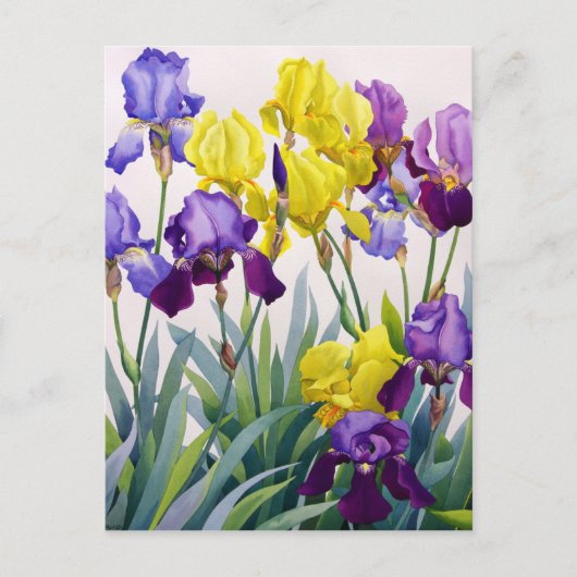 Geel en Paars Irises Briefkaart (Voorkant)