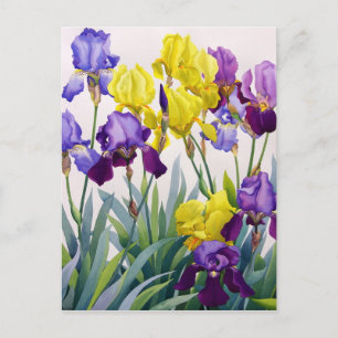 Geel en Paars Irises Briefkaart
