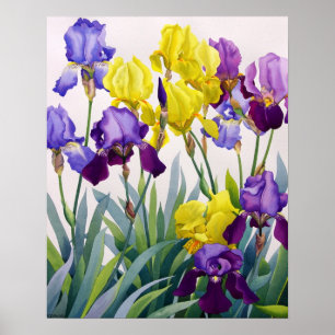 Geel en Paars Irises Poster