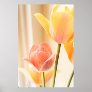 GEEL EN RODE TULIP IN BLOOM SLUIT FOTO POSTER