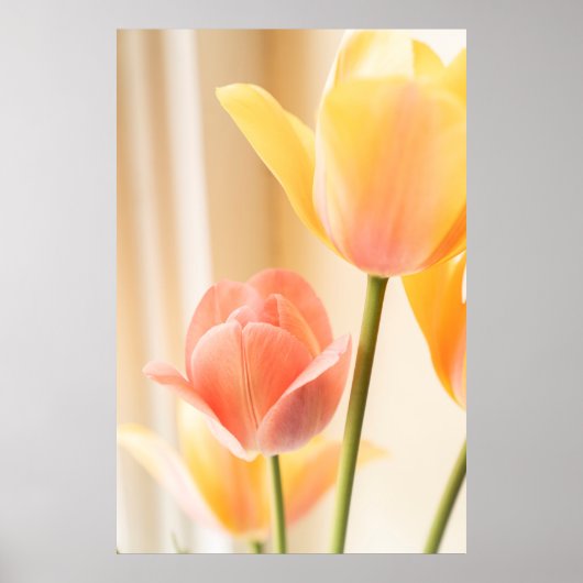 GEEL EN RODE TULIP IN BLOOM SLUIT FOTO POSTER (Voorkant)