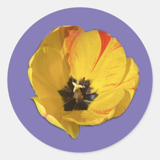 Geel en Rood open Tulip Sticker (Voorkant)