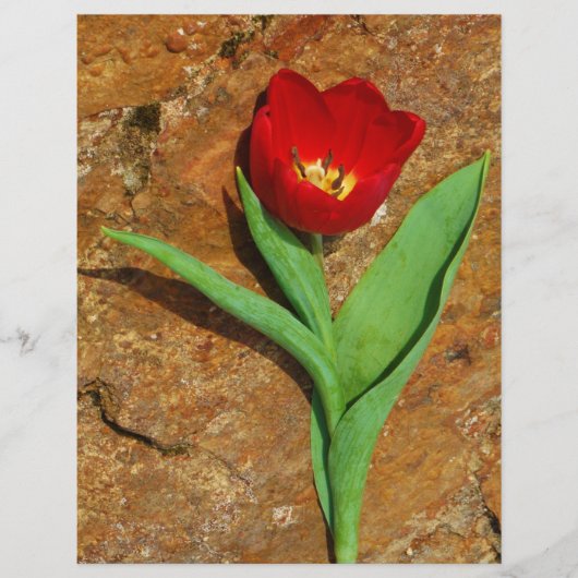 Geel en rood Tulip (Voorkant)