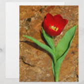 Geel en rood Tulip (Voorkant / Achterkant)