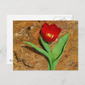 Geel en rood Tulip Briefkaart (Voorkant / Achterkant)