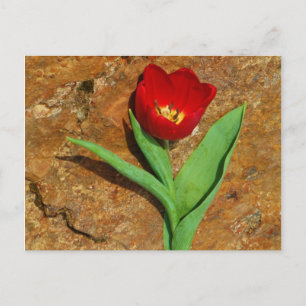 Geel en rood Tulip Briefkaart