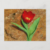 Geel en rood Tulip Briefkaart (Voorkant)