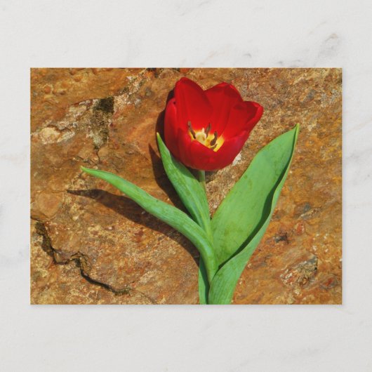 Geel en rood Tulip Briefkaart (Voorkant)