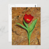 Geel en rood Tulip Briefkaart (Voorkant / Achterkant)