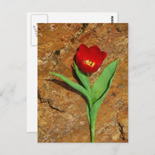 Geel en rood Tulip Briefkaart (Voorkant / Achterkant)