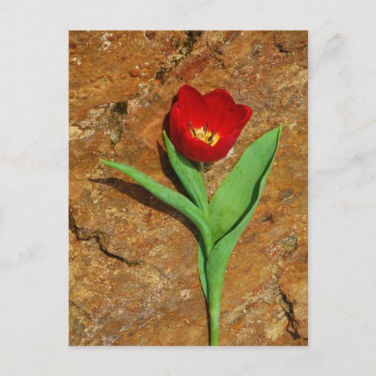Geel en rood Tulip Briefkaart (Voorkant)