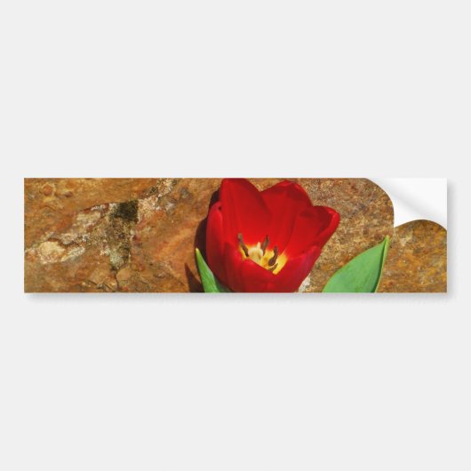 Geel en rood Tulip Bumpersticker (Voorkant)