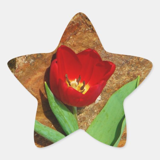 Geel en rood Tulip Ster Sticker (Voorkant)