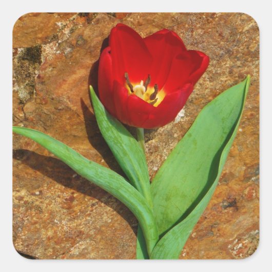 Geel en rood Tulip Vierkante Sticker (Voorkant)