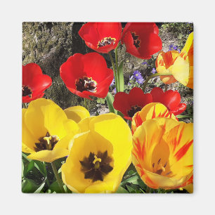 Geel en rood Tulps Magnet