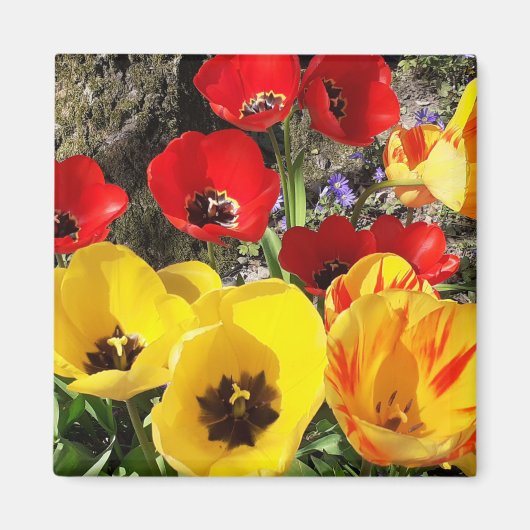 Geel en rood Tulps Magnet (Voorkant)