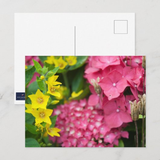 Geel en roze briefkaart (Voorkant / Achterkant)