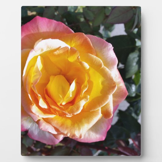 geel en roze fotoplaat (Voorkant)