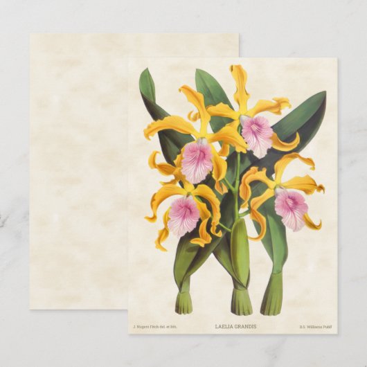 Geel en Roze Laelia Orchid  Botanisch Briefkaart (Voorkant / Achterkant)