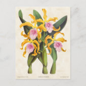 Geel en Roze Laelia Orchid  Botanisch Briefkaart (Voorkant)