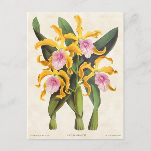 Geel en Roze Laelia Orchid  Botanisch Briefkaart (Voorkant)