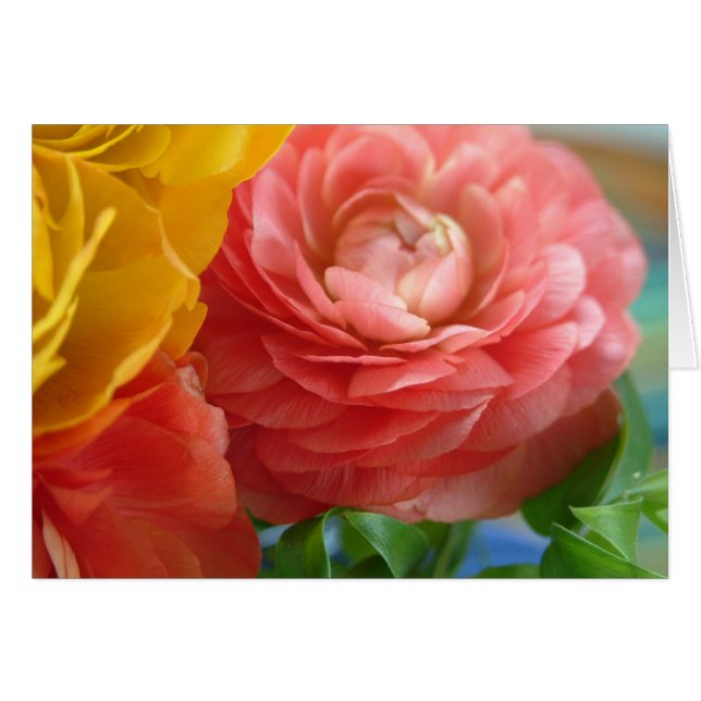 geel en roze ranunculus (Voorkant Horizontaal)