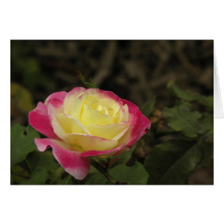 Geel en Roze Rose