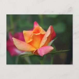 Geel en Roze Rose Briefkaart