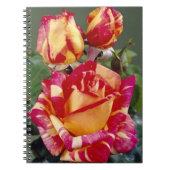 Geel en roze rozen spiraal Notitieboek (Voorkant)