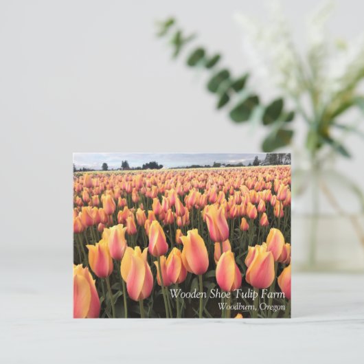 Geel en Roze Tulip Field, Oregon Briefkaart (Staand voorkant)